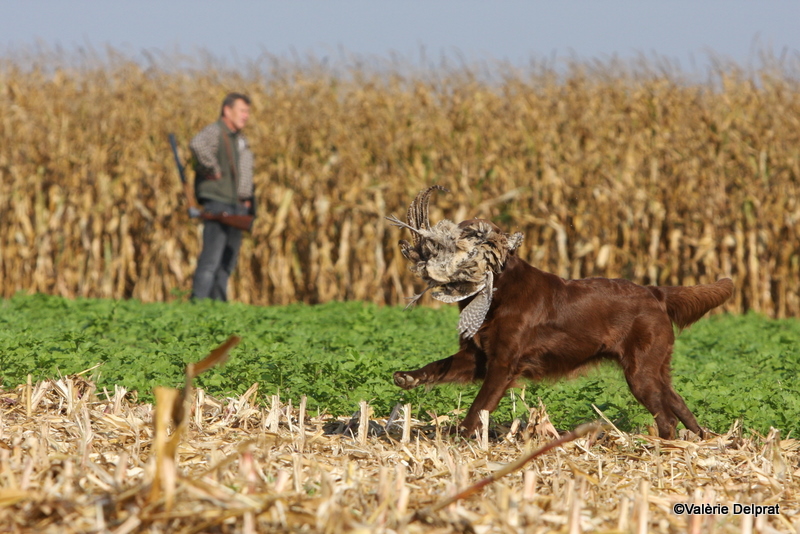 Field Erstein 09 (129).JPG